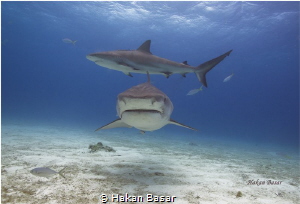 Tiger Beach / Tiger Shark & Reef Shark  No PS !! by Hakan Basar 
